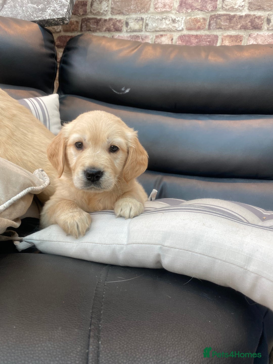 Golden Retriever dogs for sale: 5⭐️ Golden Retriever Puppies - Ready Soon ❤️🐶 - Image 28