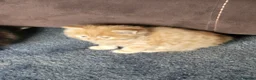 Mixed Breed cats for sale: Beautiful kittens in Cambridge - Advert 4
