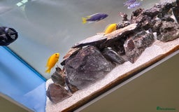 Cichlids fish for sale: Fish task - Image 3