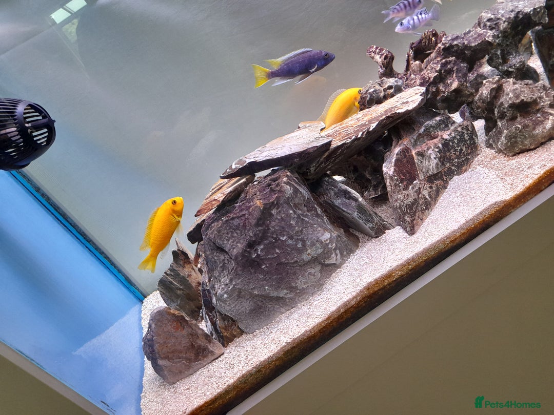 Cichlids fish for sale: Fish task - Image 3