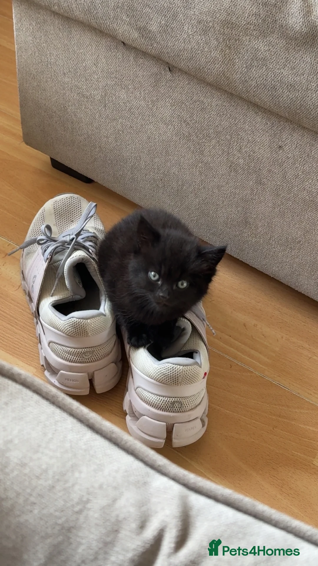 British Shorthair cats for sale: Beautiful kitten  - Advert 9