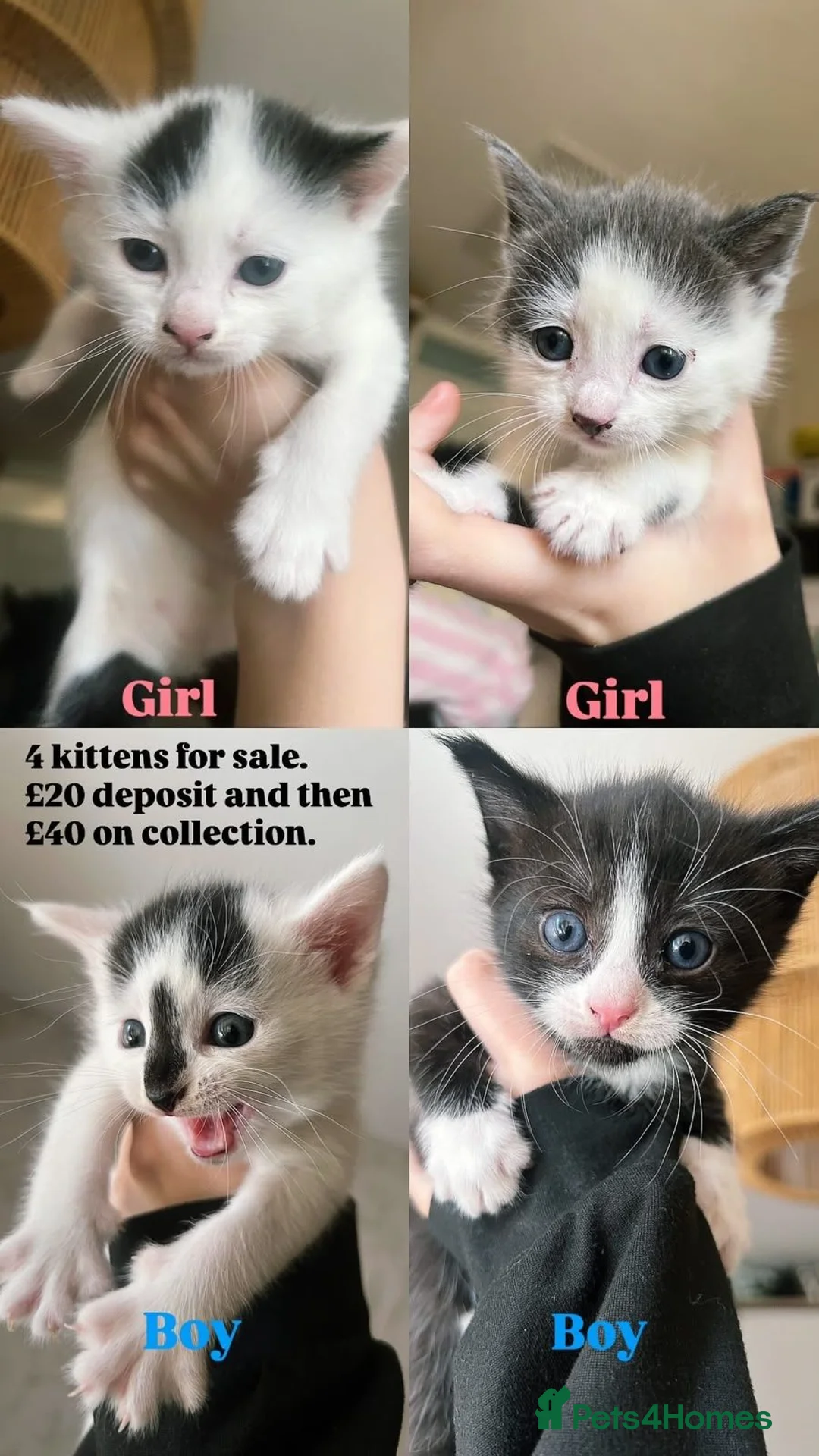 British Shorthair cats for sale: Beautiful litter of kittens  - Advert 1