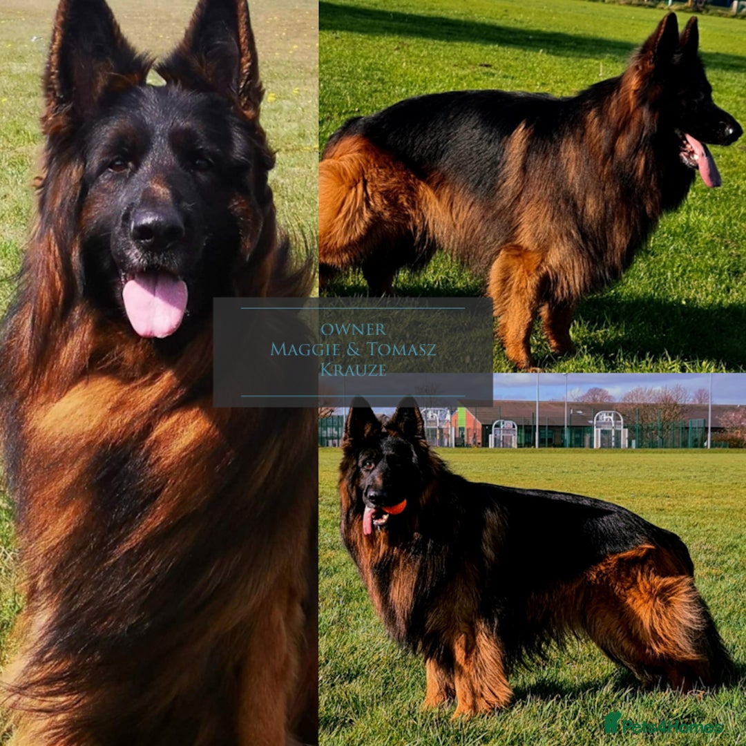 German Shepherd dogs for sale: Last available female 😍Little Paws Big Heart😍 - Image 8
