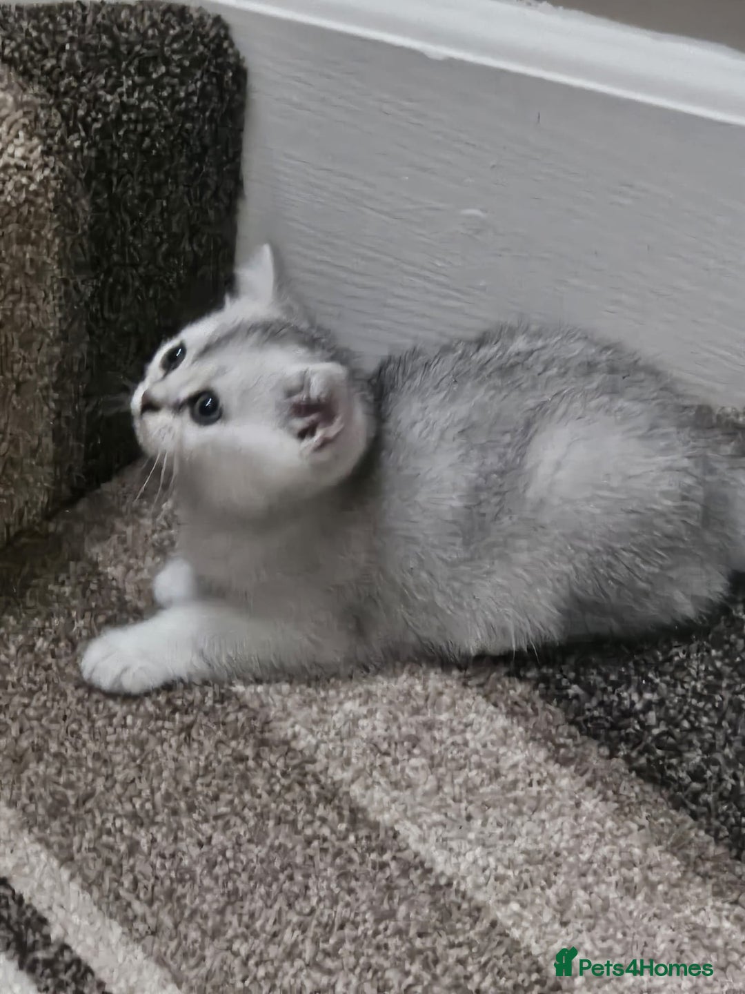 British Shorthair cats for sale: 4 British Short-hair kittens ready for new home💓 - Image 6