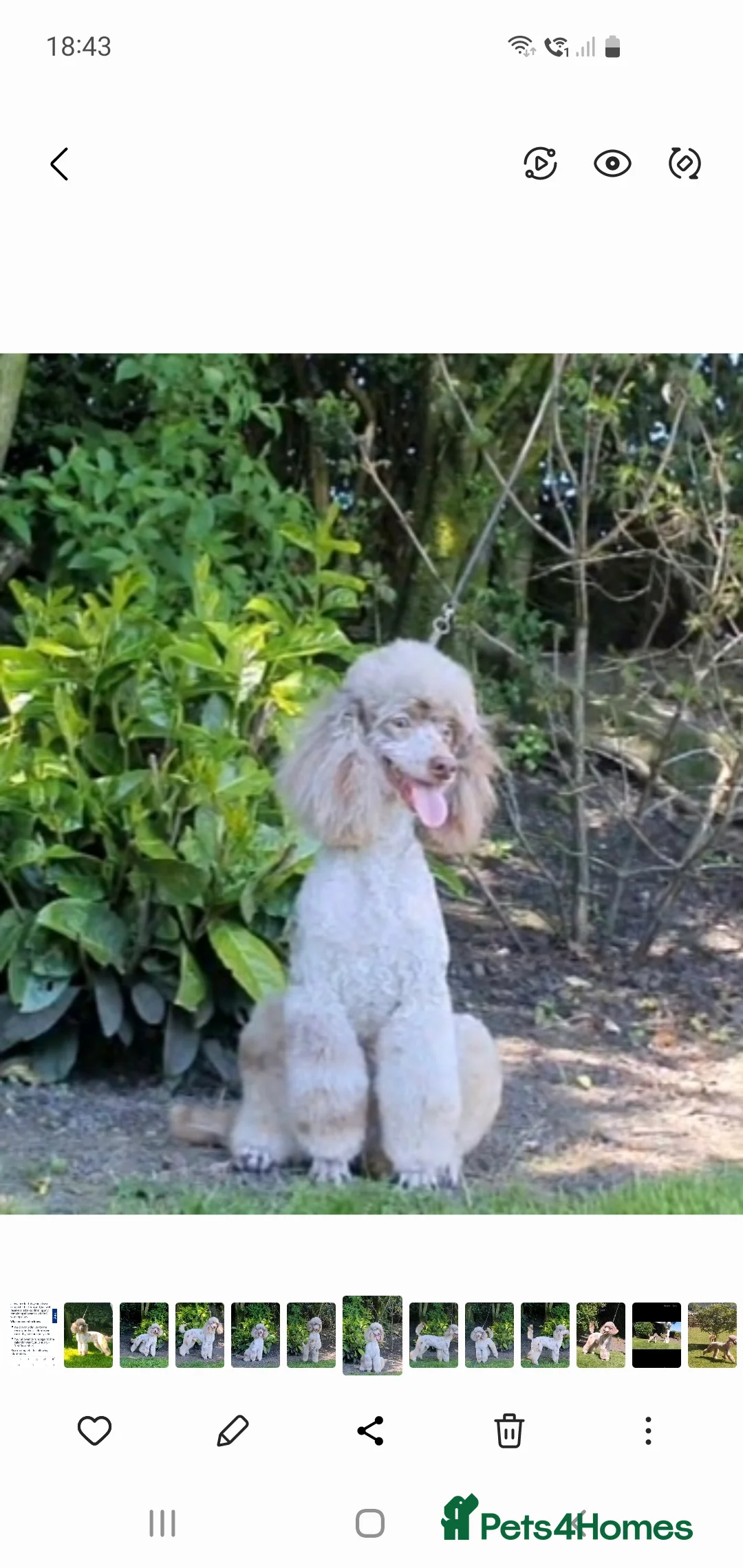 Poodle dogs for stud:  CHCHOCOLATE MERLE POODLE CARRYING PARTI in Todmorden - Advert 10