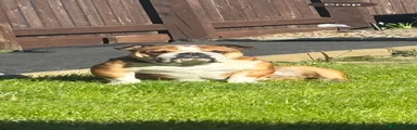 Rosie