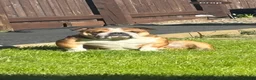 English Bulldog dogs for sale: English Bulldog standard female - Advert 2