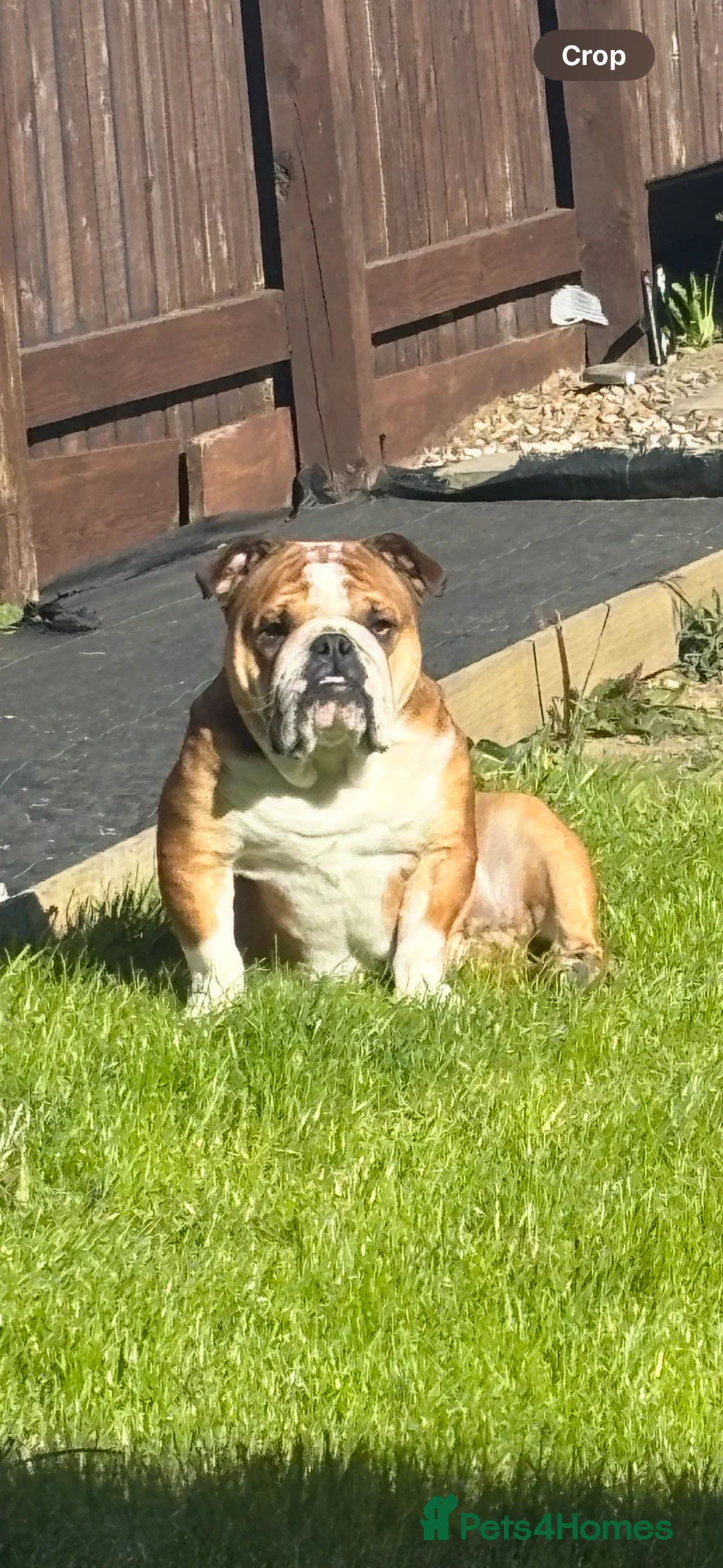 English Bulldog dogs for sale: English Bulldog standard female - Advert 2