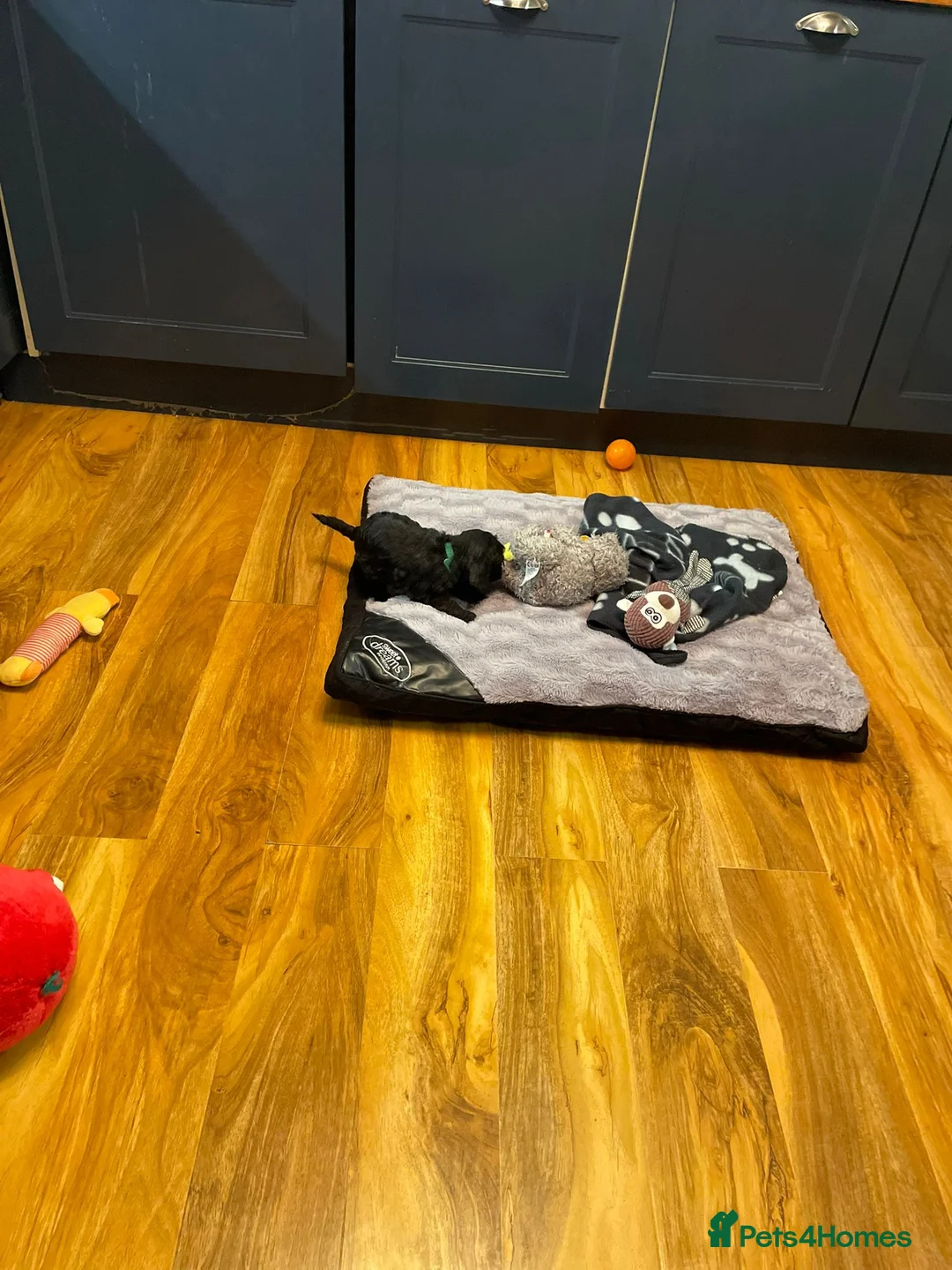 Cockapoo dogs for sale: Rare Black Tightly Curled Cockapoo Puppies - Advert 14