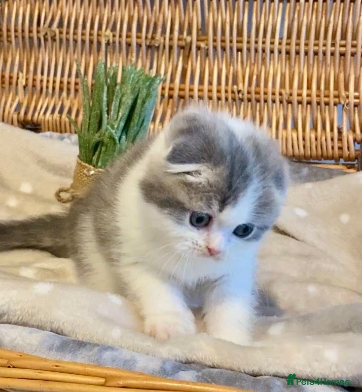 Scottish Fold cats 🧸😻CHAMPION LINE TICA ACTIVE SCOTTISH/BSH😻🧸 - Advert 1
