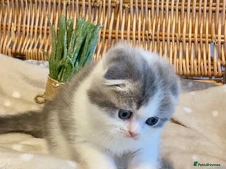 Scottish Fold cats 🧸😻CHAMPION LINE TICA ACTIVE SCOTTISH/BSH😻🧸 - Advert 1