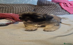 Shih Tzu dogs for sale: 2 Beautiful Boys  - Image 2