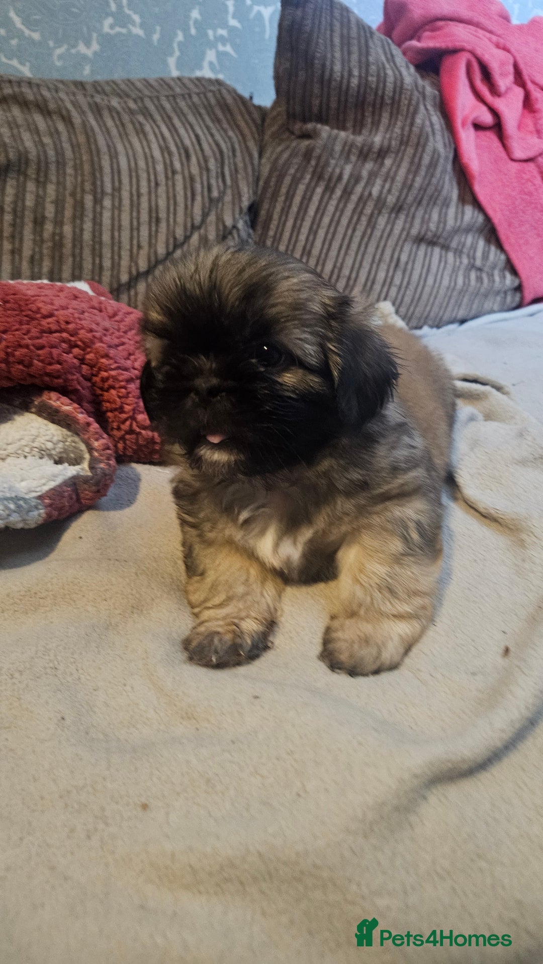 Shih Tzu dogs for sale: 2 Beautiful Boys  - Image 2