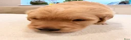 Golden Retriever dogs for sale: 2 beautiful golden boys left!✨🐾 - Advert 26