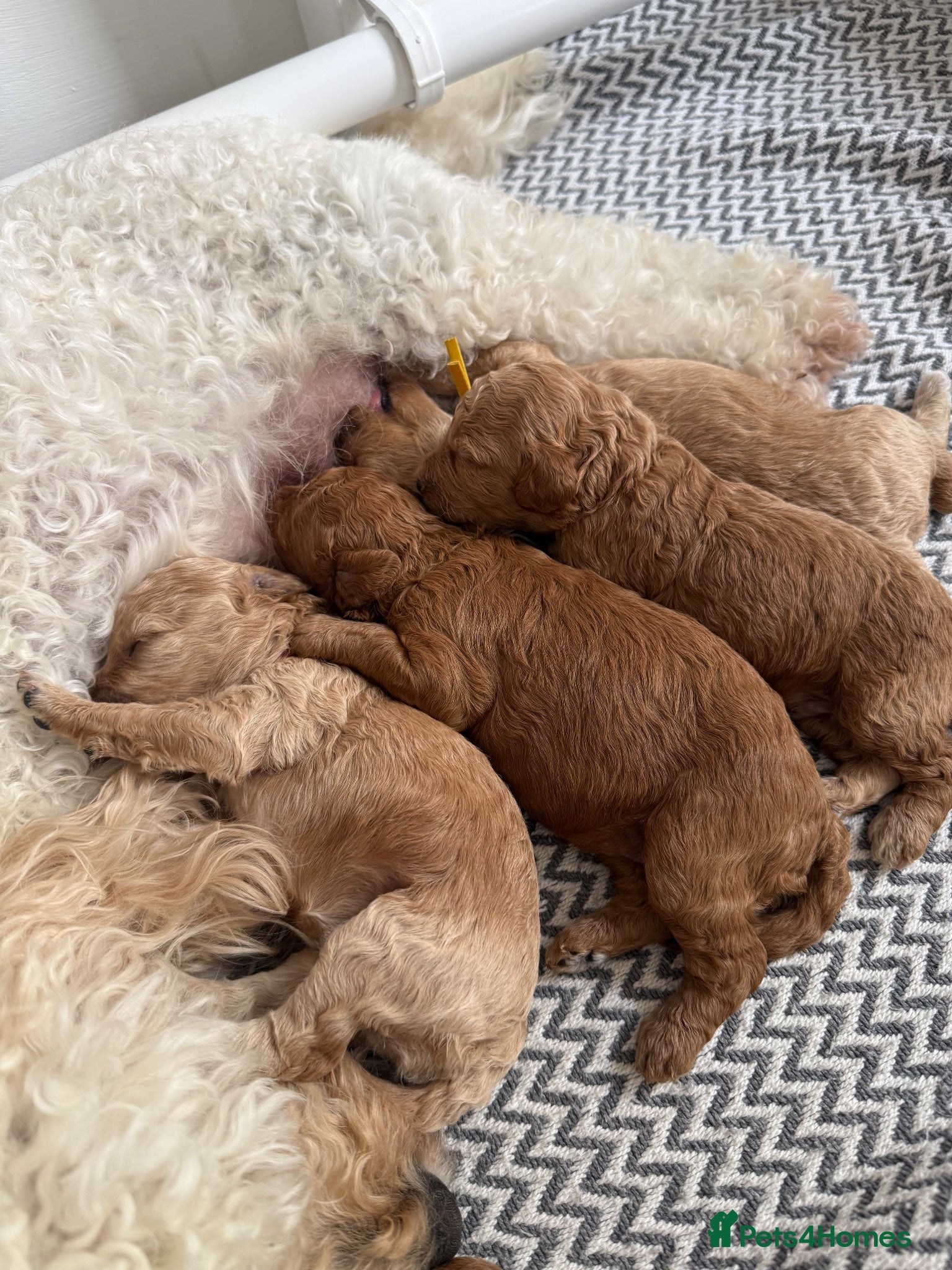 Cavapoo dogs 5 Beautiful f1B Cavapoo puppies 2 male 3 female  - Advert 18