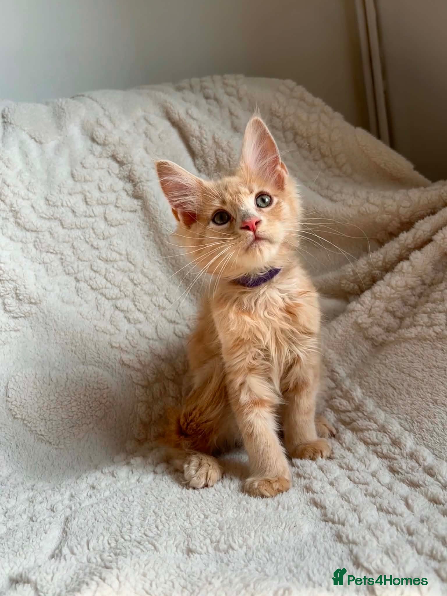 Maine Coon cats Cream Tabby Maine Coon Male REDUCED NOW - Advert 2