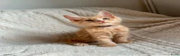 Maine Coon cats for sale: Cream Tabby Maine Coon Male Ready Now  - Advert 3