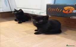 Mixed Breed cats for sale: Jolanta - Image 6