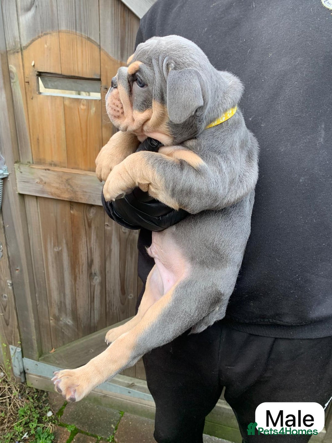 English Bulldog dogs for sale: 6 TOP QUALITY ENGLISH BULLDOG PUPPIES  - Advert 6