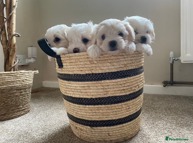 Maltese dogs - Advert 4