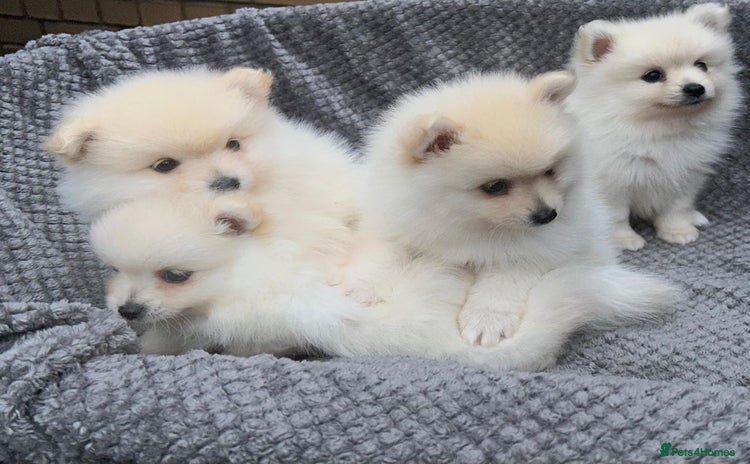 Pomeranian dogs - Advert 1