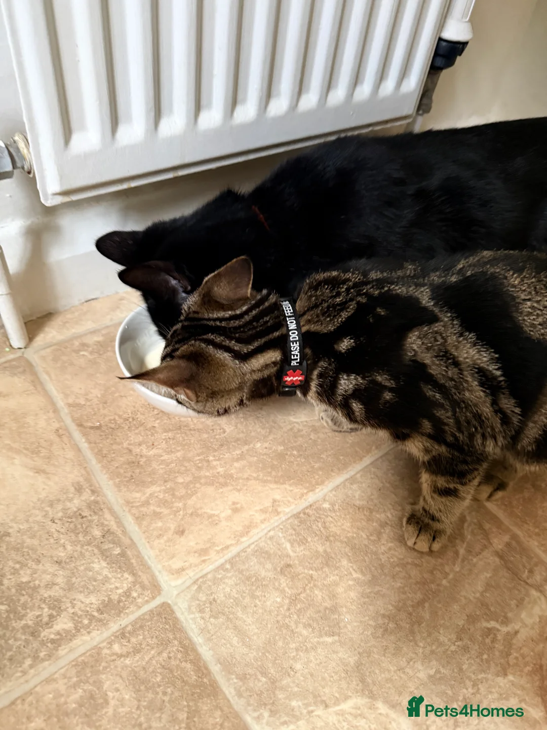 British Shorthair cats for sale: The most loving and affectionate baby  - Advert 7