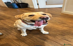 Labrador Retriever dogs for sale: Labrador bitch  - Image 4