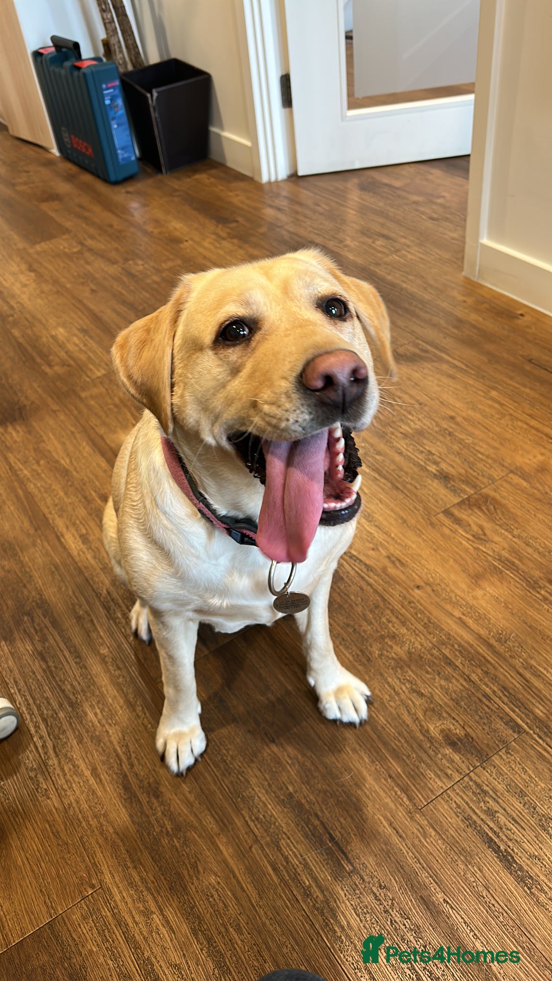 Labrador Retriever dogs for sale: Labrador bitch  - Image 4
