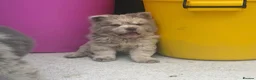 Chow Chow dogs for sale: Exotic colour pure chow chow puppies for sale  - Advert 11