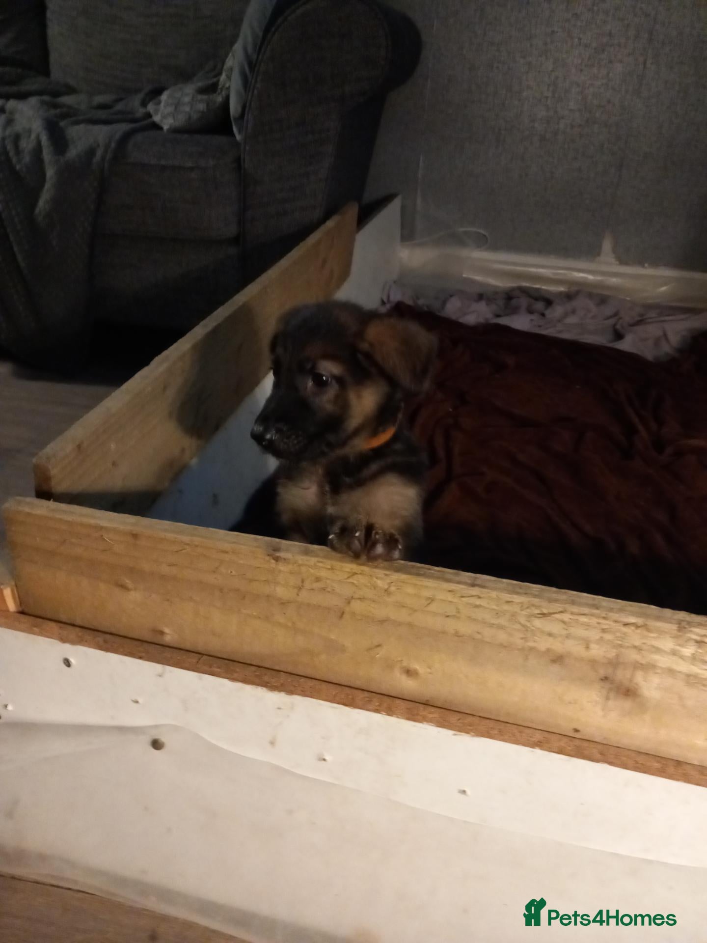 German Shepherd dogs Ready 2 go.!! Full blooded German shepherds.  - Advert 2