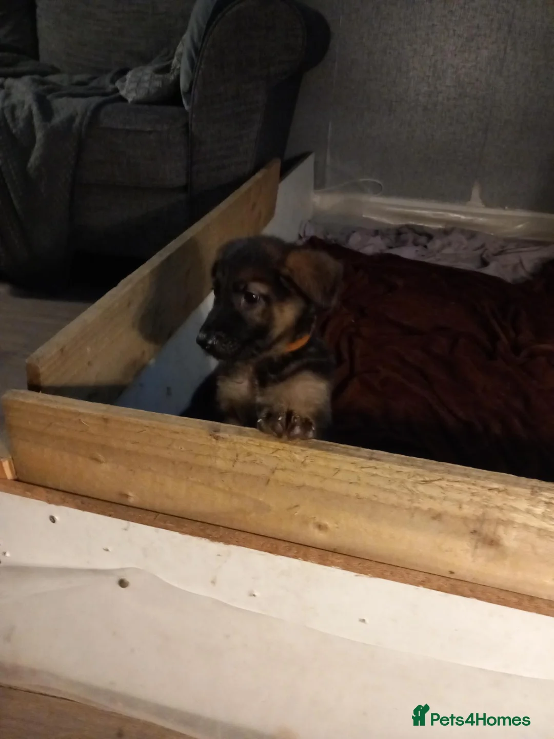 German Shepherd dogs for sale: Ready 2 go.!! Full blooded German shepherds.  in Billingham - Advert 2