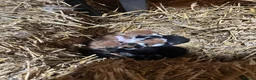 Mixed Breed cats for sale: Farm kitten - Advert 7