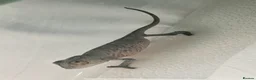 Chameleon reptiles for sale: Blue Ambanja Panther Chameleons  - Advert 2