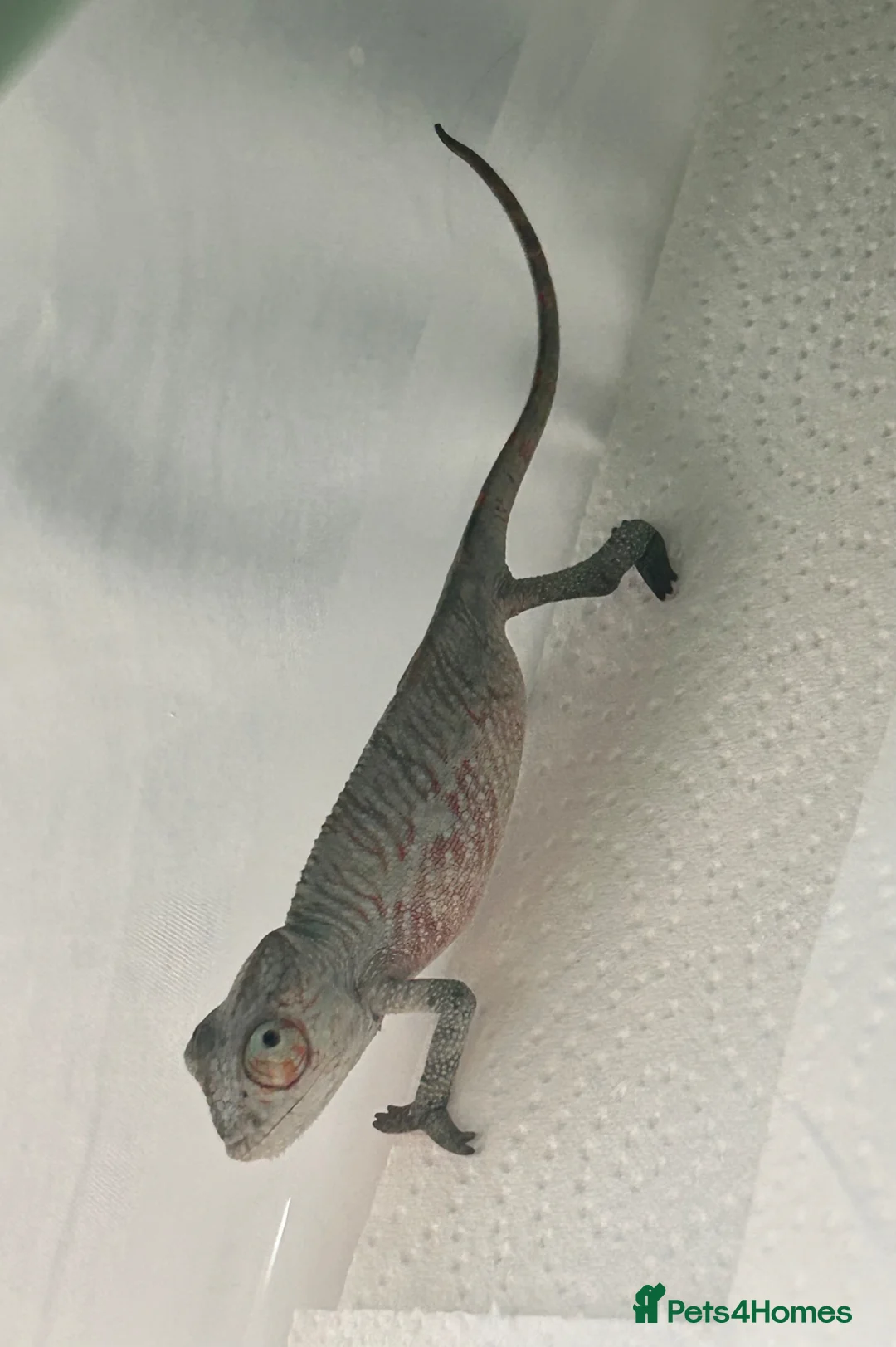 Chameleon reptiles for sale: Blue Ambanja Panther Chameleons  - Advert 2