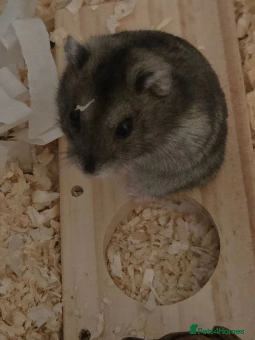 Hamster rodents for sale: Russian Dwarf Hamster in Birmingham - Advert 2