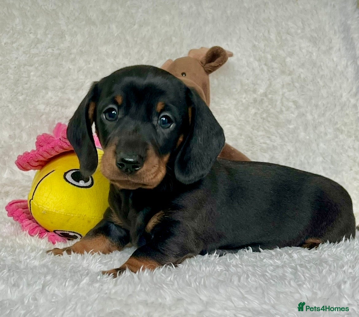 Dachshund dogs Adorable miniature dachshund puppy - Advert 2