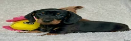 Dachshund dogs for sale: Adorable miniature dachshund puppies  - Advert 3