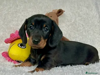 Dachshund dogs Adorable miniature dachshund puppy - Advert 2