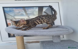 Bengal cats for sale: With breeder rights - Image 2