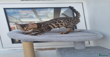 Bengal cats - Advert 6