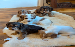 Cocker Spaniel dogs for sale: Beautiful cocker spaniel pups  - Image 7