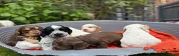 Cocker Spaniel dogs for sale: Royal cocker spaniel puppies - Advert 3