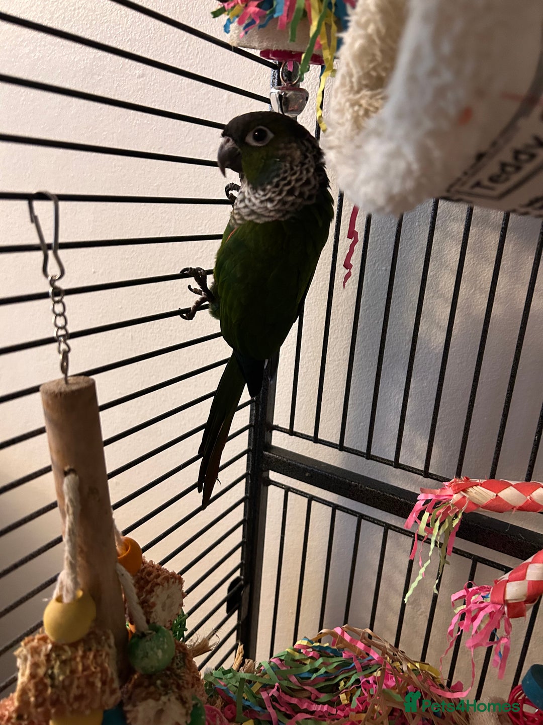 Parrots birds for sale: Cockatiel and Conure - Advert 2