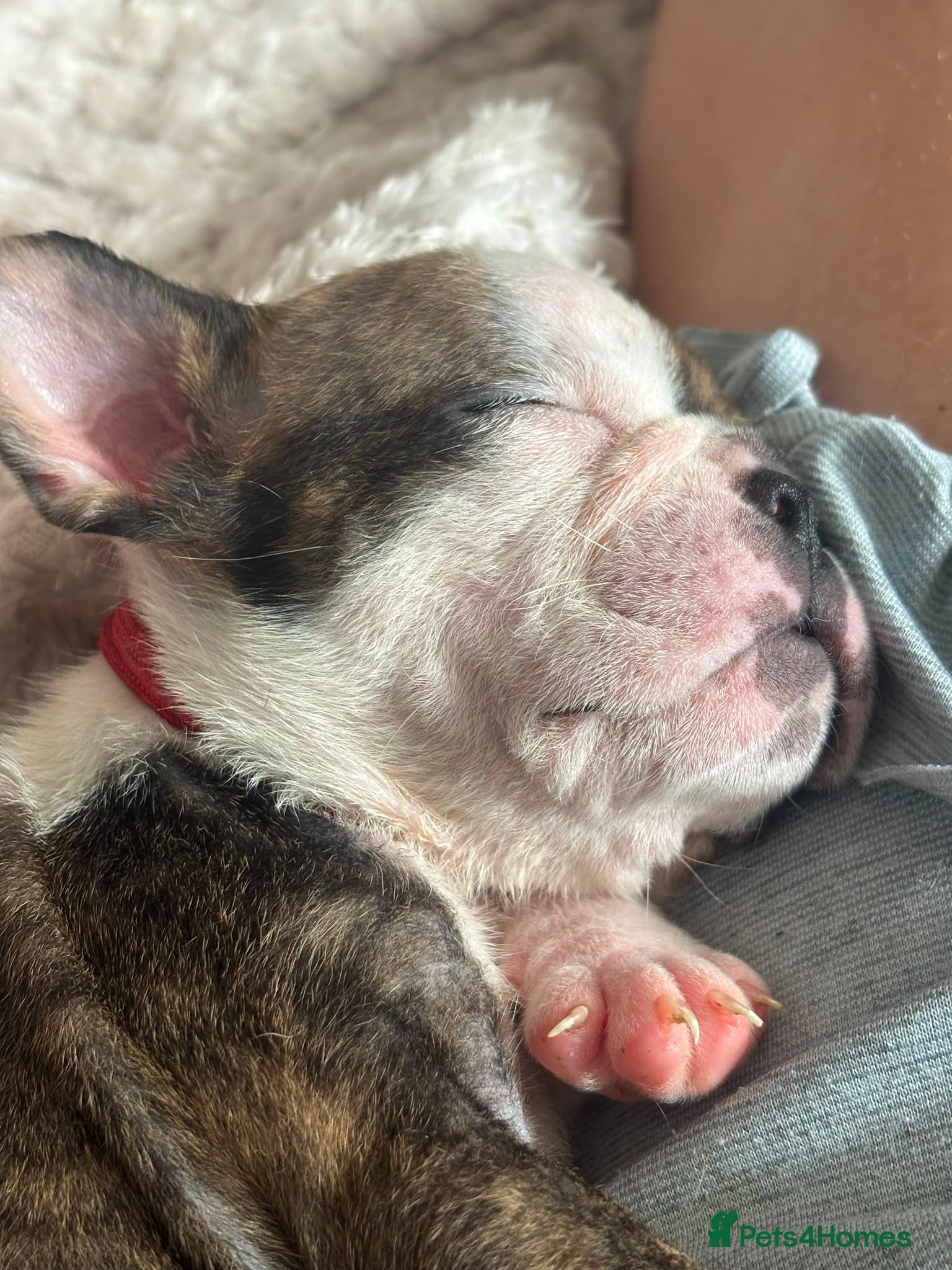 English Bulldog dogs STUNNiNG LITTER OF DWKC ENGLISH BULLDOG PUPPIES - Advert 21