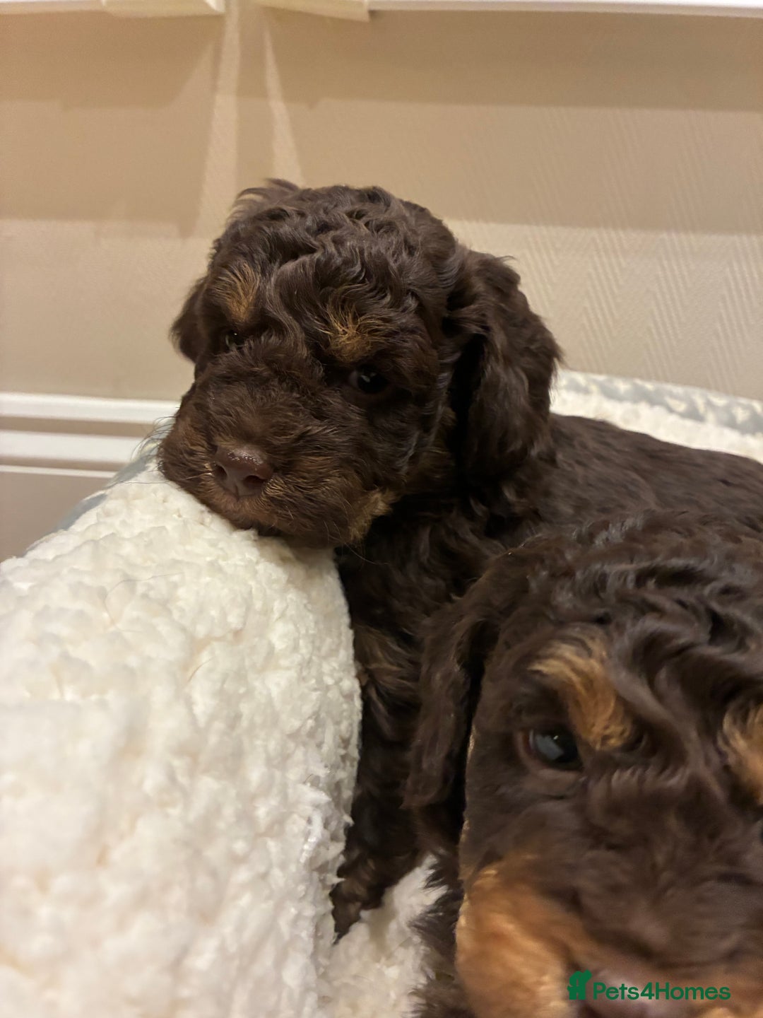 Cockapoo dogs for sale: Gorgous F1 chocolate and tan cockapoo puppies  - Image 5