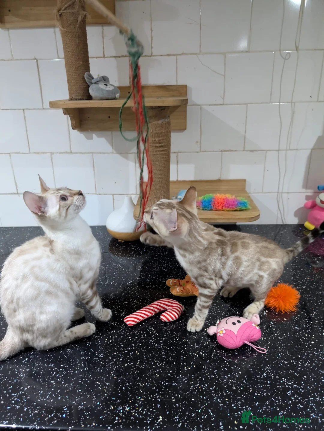 Bengal cats for sale: 🔥✨Pedigree TICA-Registered Bengals - Advert 18