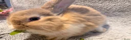 Mini Lop rabbits for sale: Adorable 8-Week-Old Baby Rabbits for Sale 🐰 - Advert 11