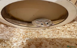 Hamster rodents for sale: 2 Boy Dwarf Hamsters  - Image 4