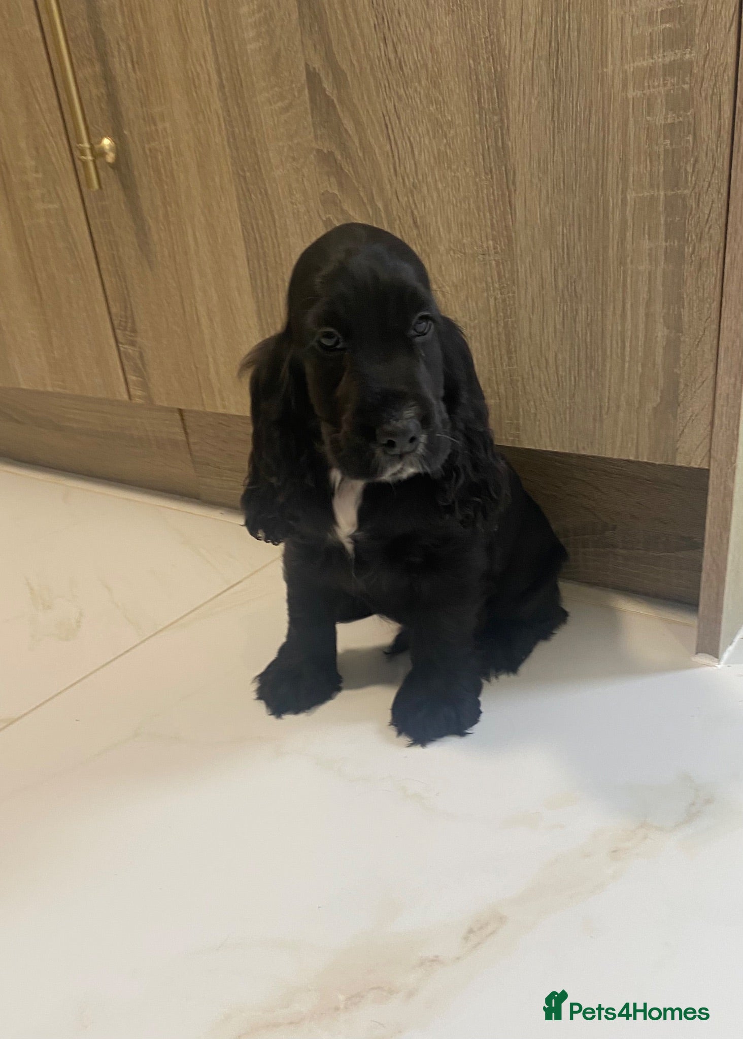 Cocker Spaniel dogs 🐾STUNNING KC REGISTERED SHOW COCKERS🐾 - Advert 2