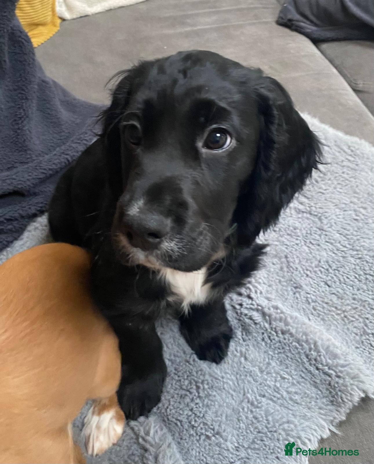 Cocker Spaniel dogs Cocker Spaniel Puppies - Advert 3